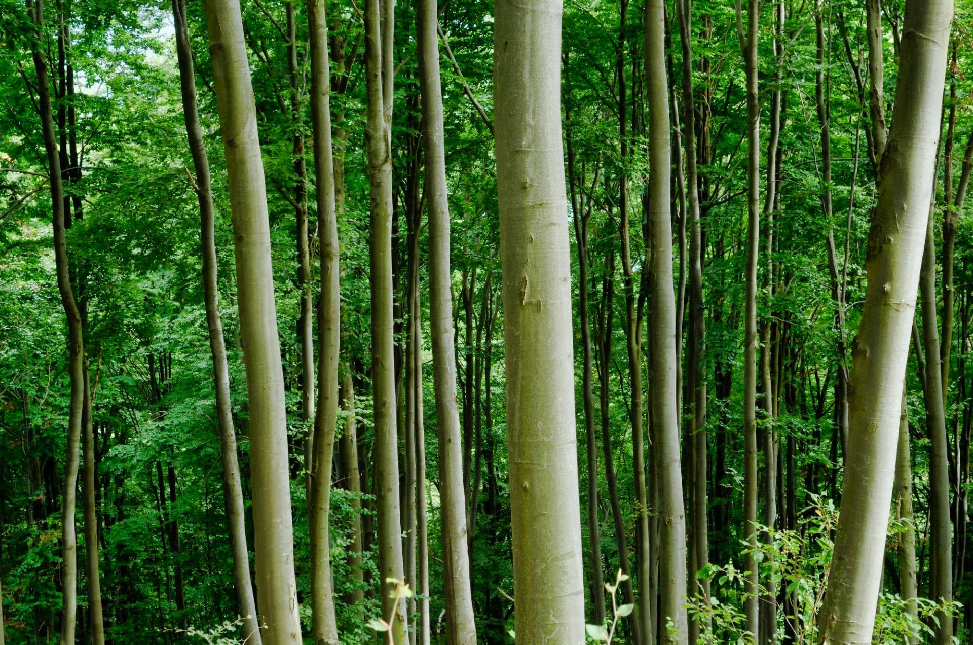 Pyjet primare të ahut në Shqipëri