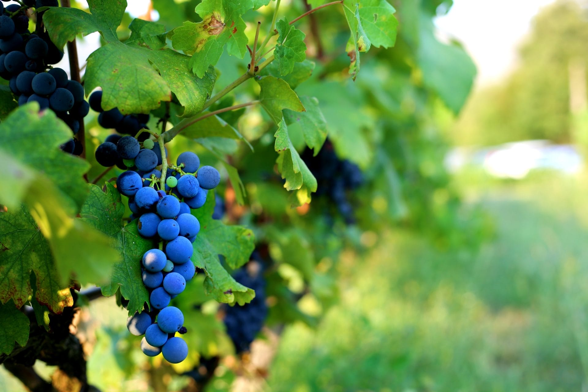 Albania vinyard wine tasting