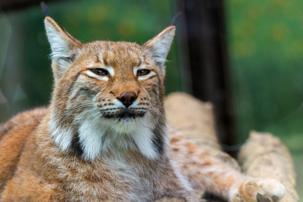 Eurasian Lynx, found in Albania, Kosovo and western North Macedonia.