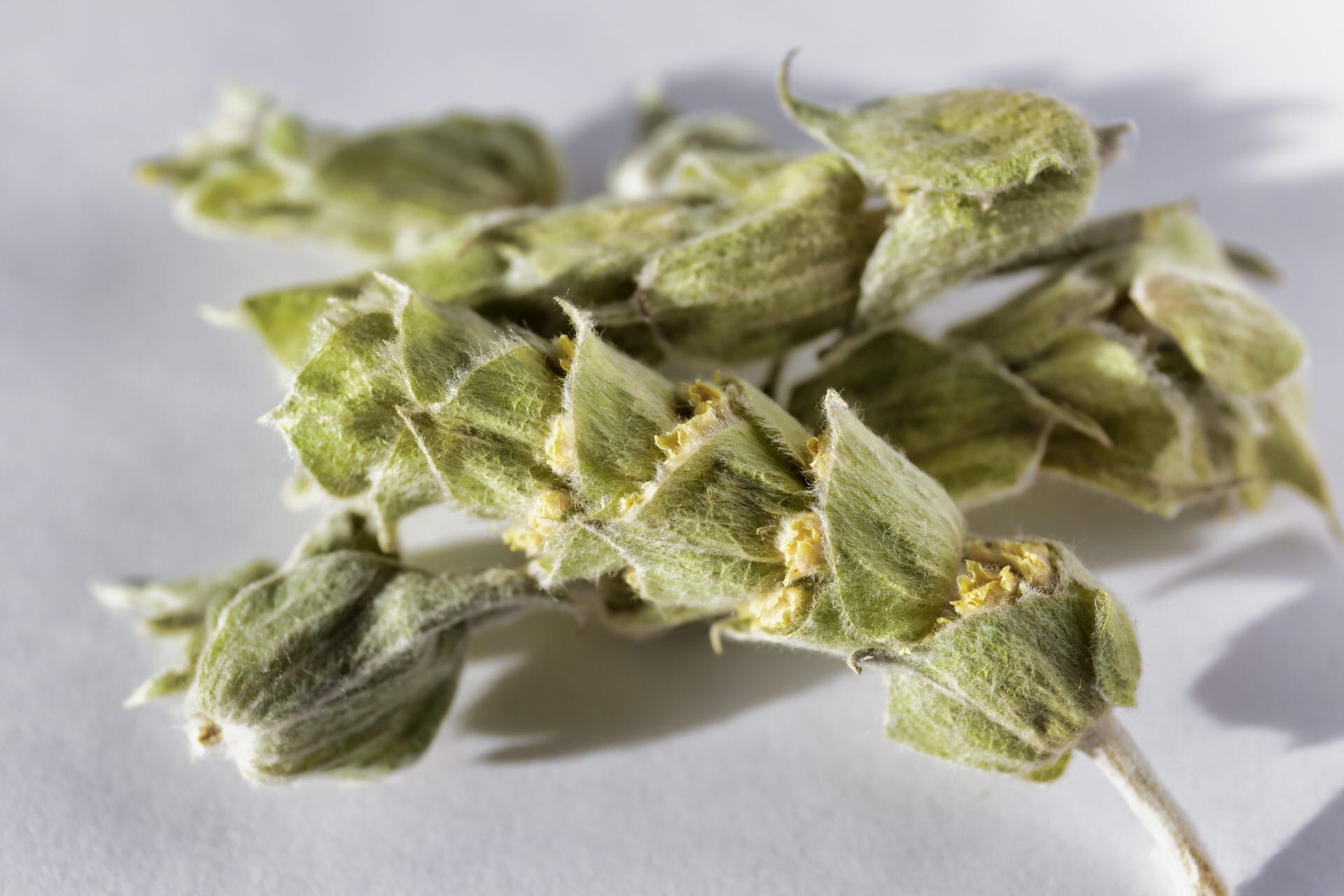Sideritis syriSideritis syriaca. Mountain tea. Herbal tea made from malotira flowersaca