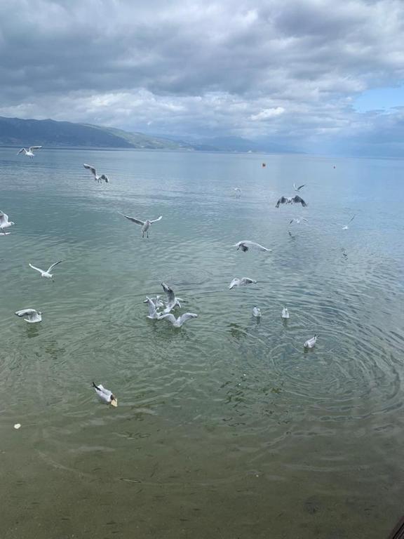 Grand Hotel Pogradec Pogradec_9