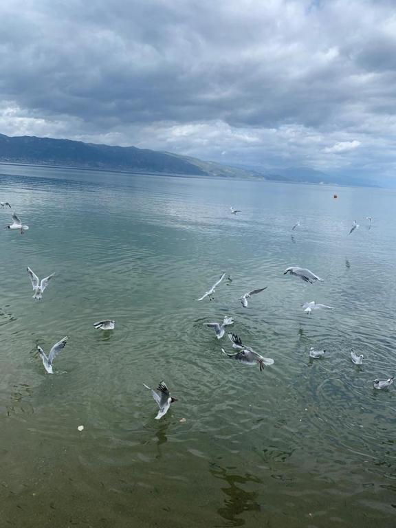 Grand Hotel Pogradec Pogradec_8