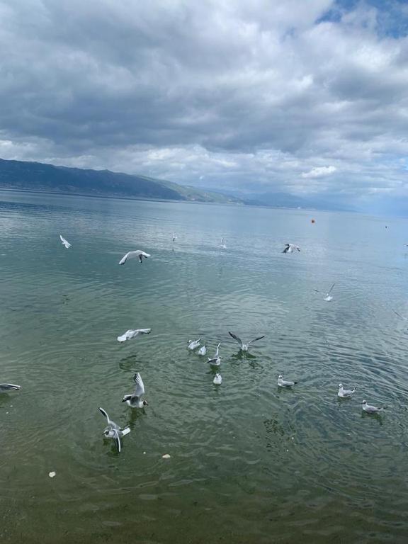 Grand Hotel Pogradec Pogradec_7