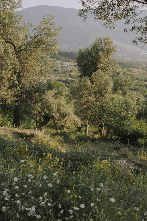 Shtëpia në fshatin Tiranë_8