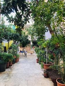 Kopshti i Viles Sami Tirana_4